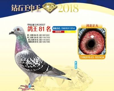 王中王四馬一肖，探尋背后的故事與奧秘，王中王四馬一肖，背后的故事與奧秘探尋