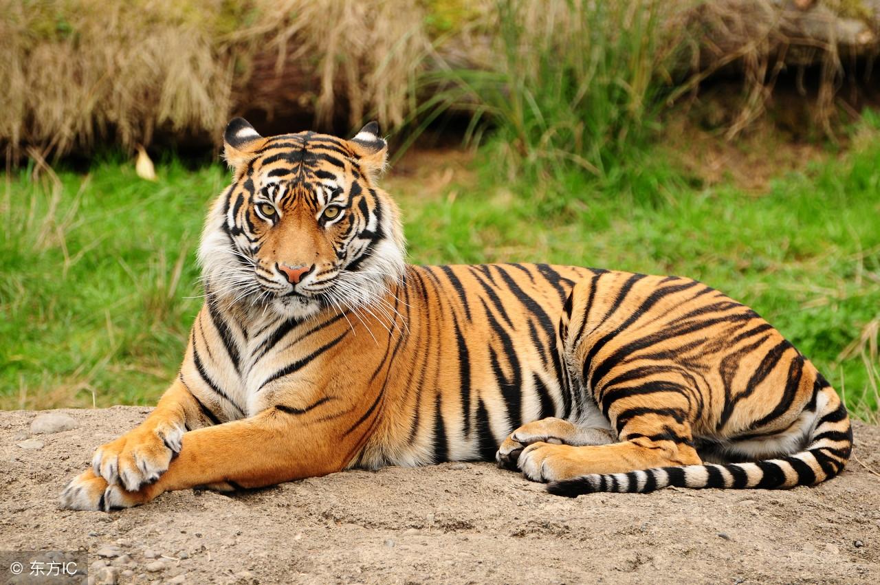 今期生肖王中王猜一生肖