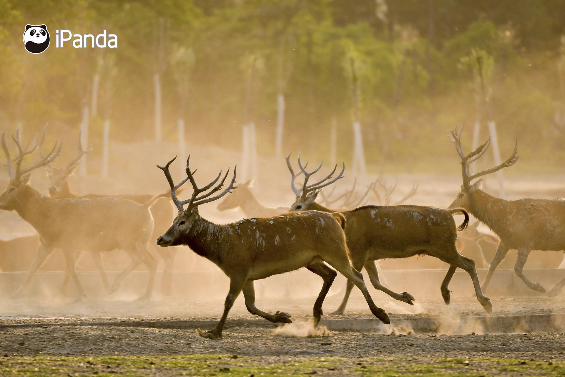 澳門今晚開特馬四不像圖——深度解析與預(yù)測(cè)，澳門特馬四不像圖深度解析與今晚開彩預(yù)測(cè)