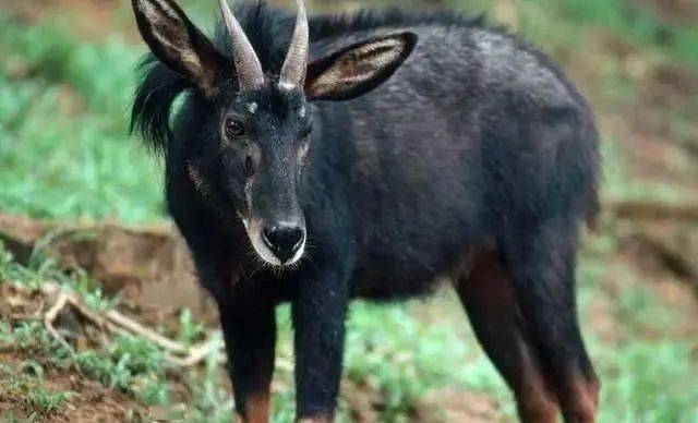 揭秘劉伯溫精準一肖四不像圖，神秘預(yù)測背后的故事，劉伯溫神秘預(yù)測揭秘，精準一肖四不像圖的背后故事