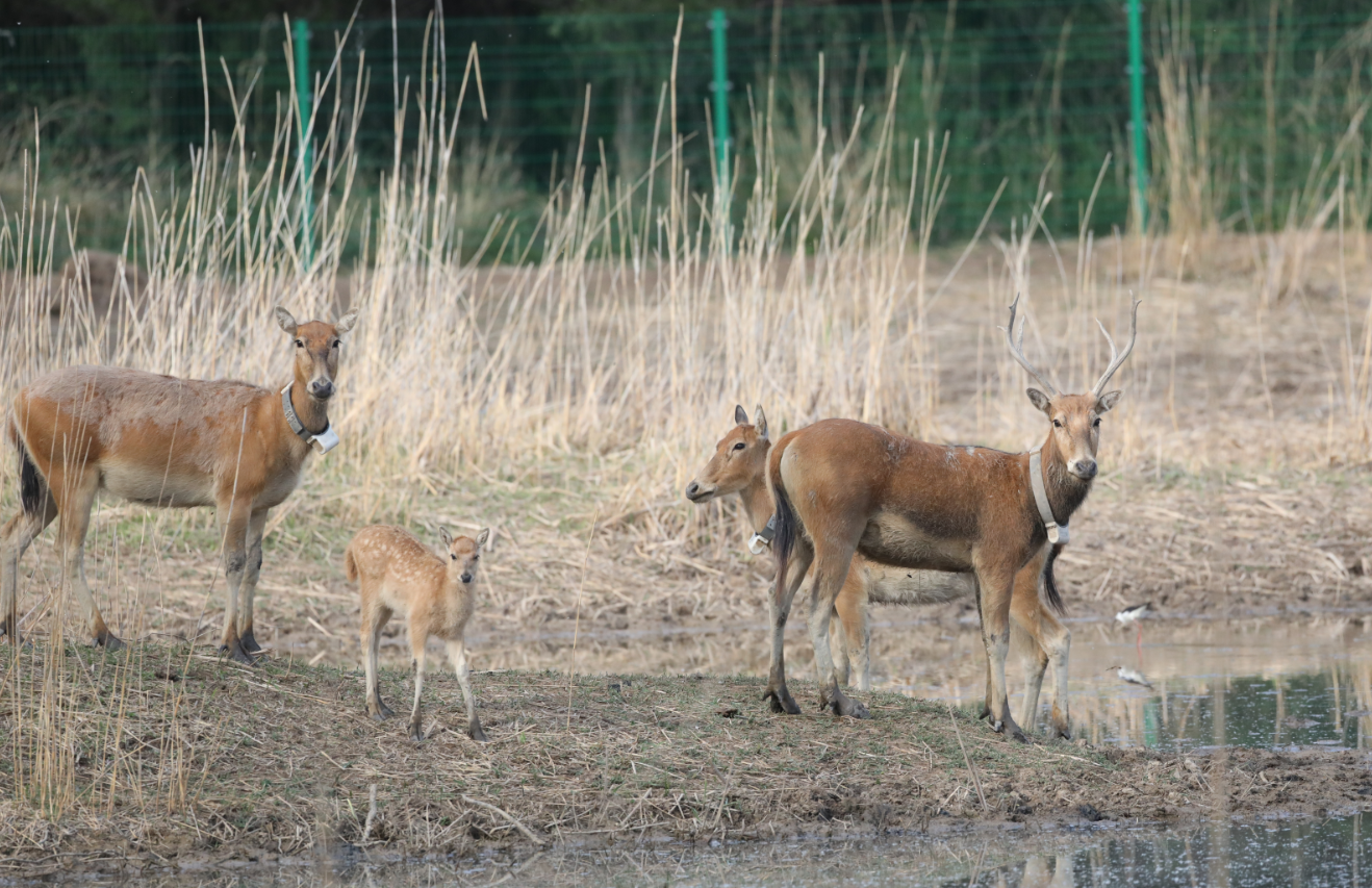 家婆王中王一肖四不像，深度解讀與SEO優(yōu)化策略，家婆王中王一肖四不像，深度解析與SEO優(yōu)化攻略