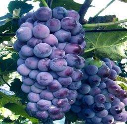 葡萄京王中王一肖，探索關(guān)鍵詞背后的故事，葡萄京王中王一肖，揭秘關(guān)鍵詞背后的傳奇故事