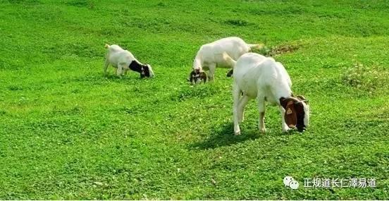 澳門出羊下期必開一肖，揭秘生肖彩票的奧秘與策略，揭秘生肖彩票奧秘，澳門出羊后必開一肖策略探討