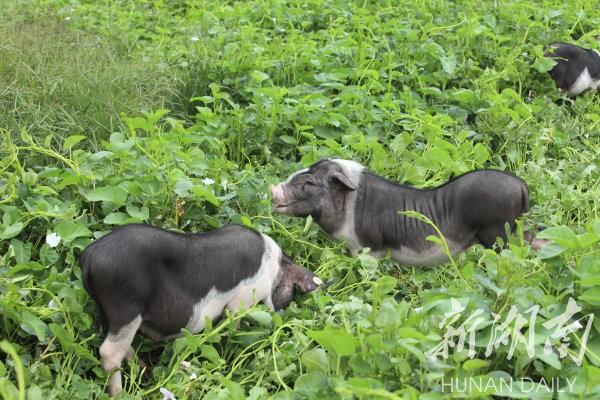 花豬王中王平特一肖，深度解析與SEO優(yōu)化策略，花豬王中王平特一肖，深度解析及SEO優(yōu)化策略探討