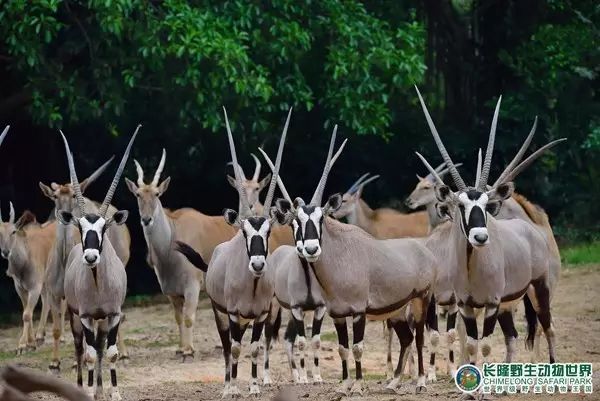 廣州長隆野生動(dòng)物世界門票攻略，如何獲取最佳體驗(yàn)？，廣州長隆野生動(dòng)物世界門票攻略，獲取最佳體驗(yàn)全指南！